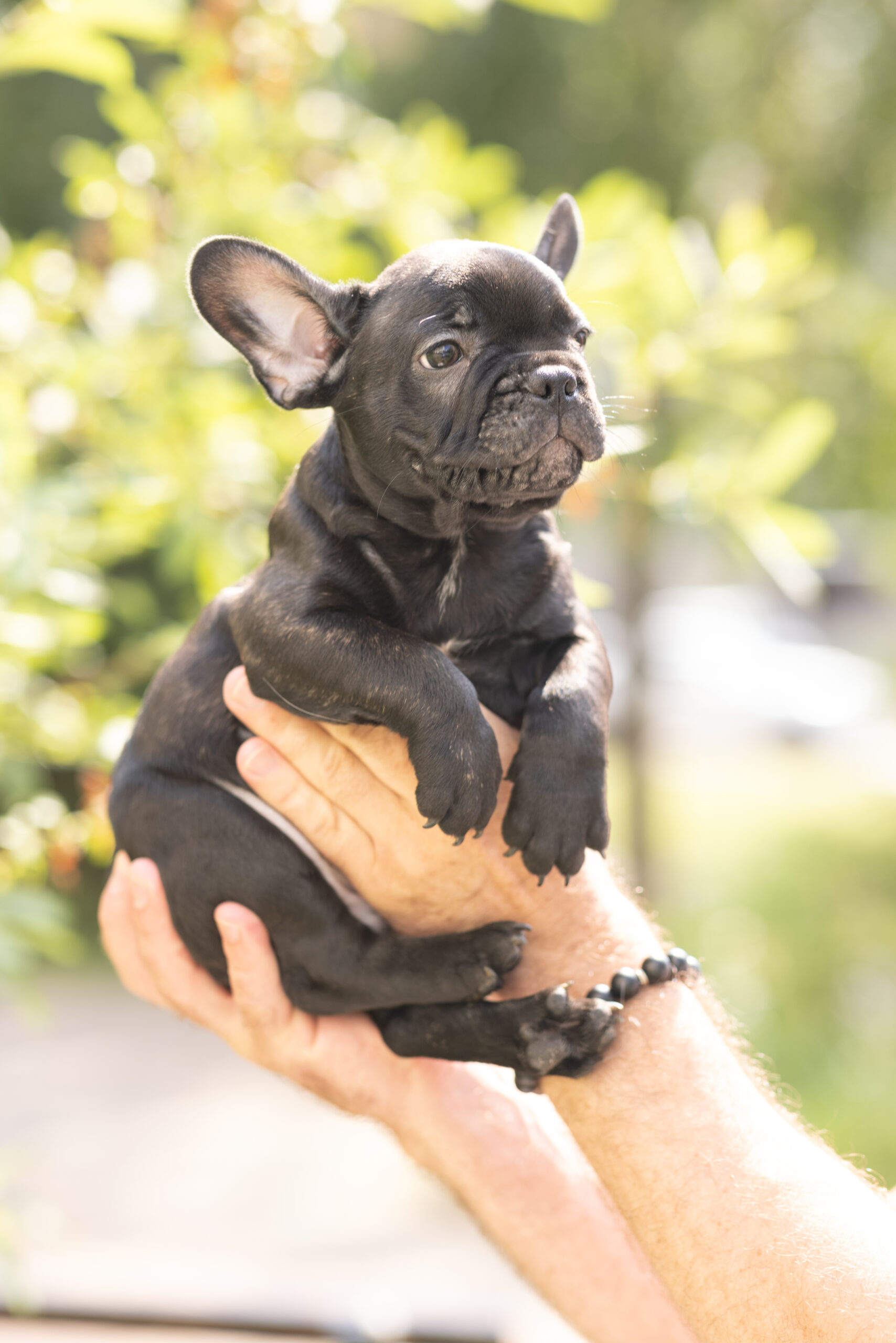 French Bull Dogs 