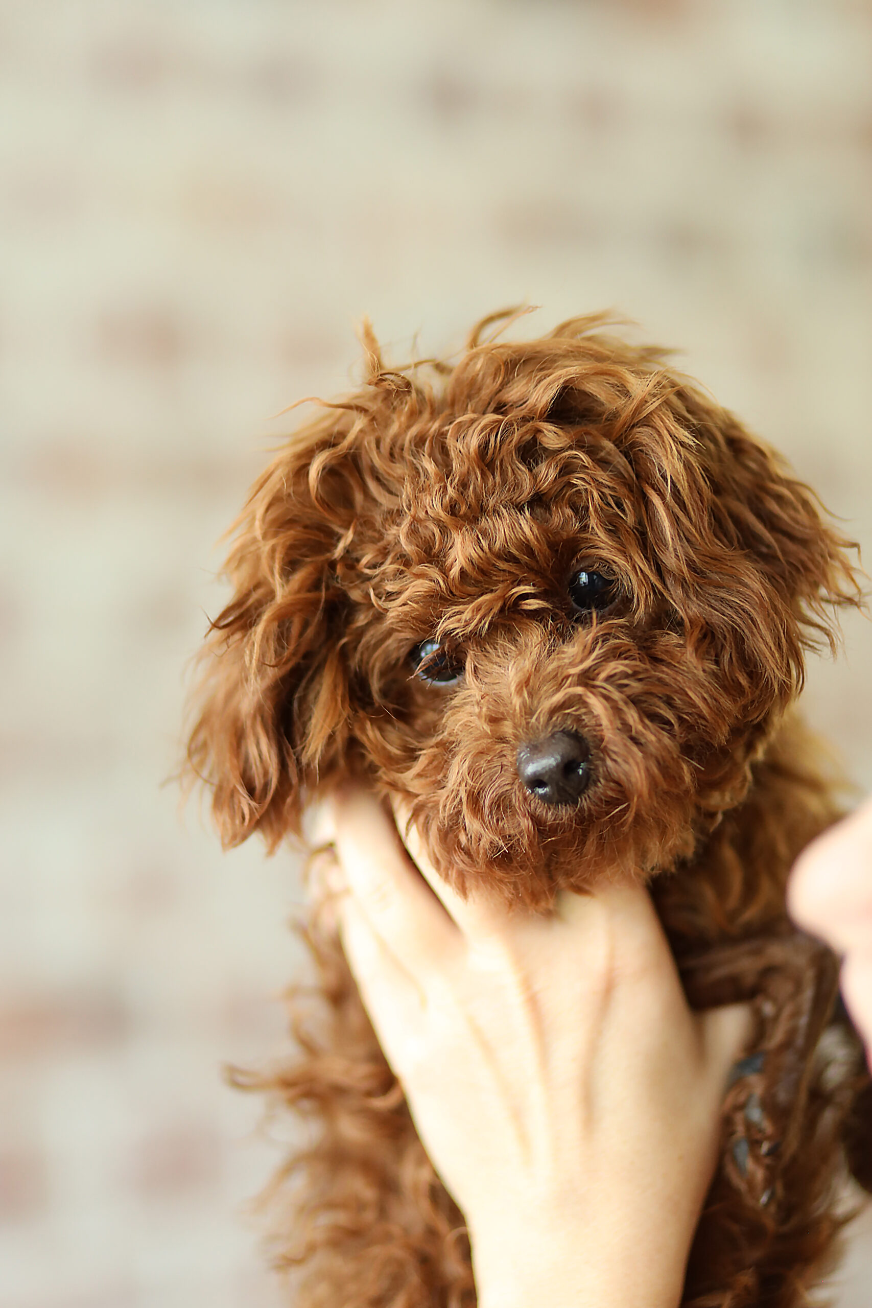 Toy Poodles