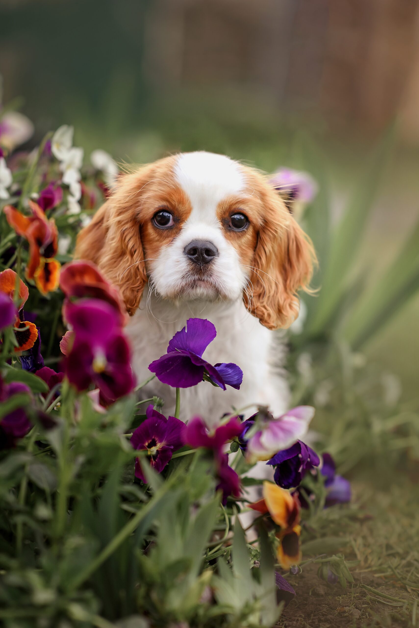 King Charles Cavaliers 