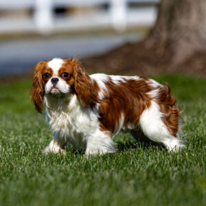 blenheim cavalier king charles spaniel