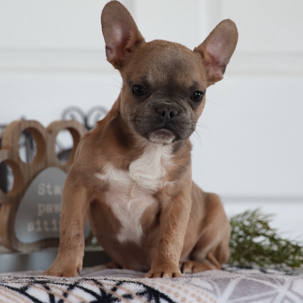 Cocoa