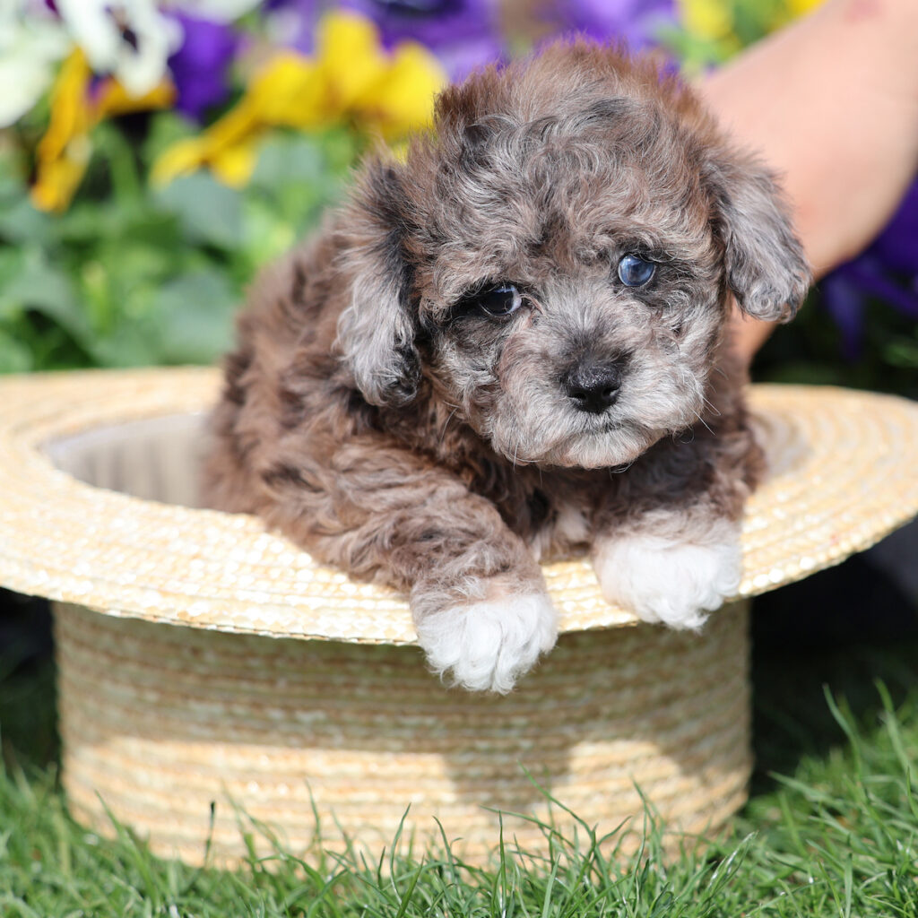 blue eyed puppies