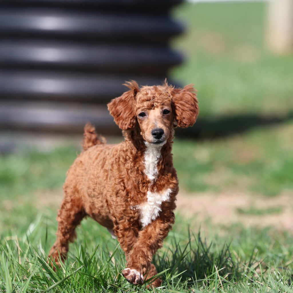 brown toy poodle puppy