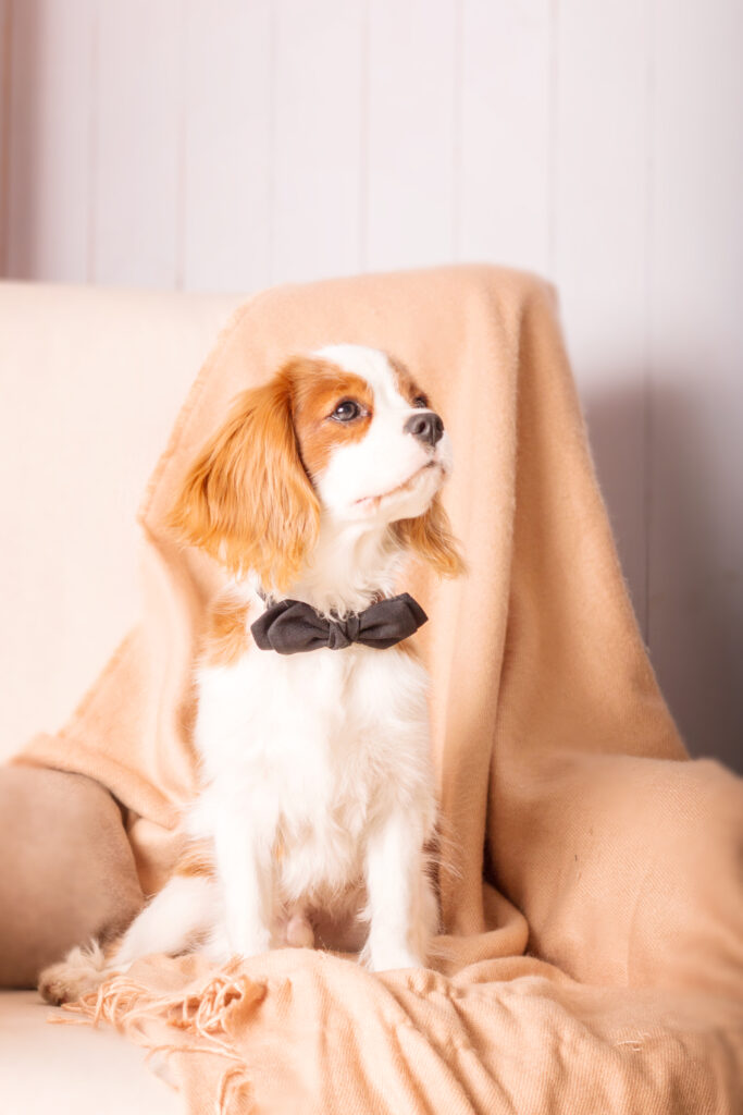 king cavalier puppies for sale