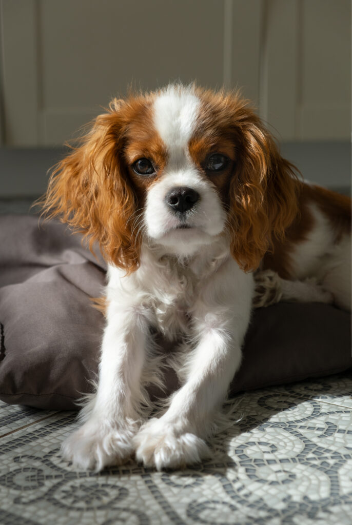 king cavalier puppies for sale