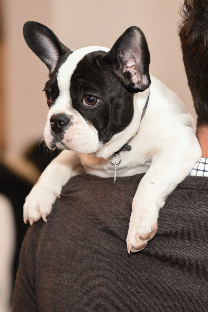 french bulldog puppy for sale