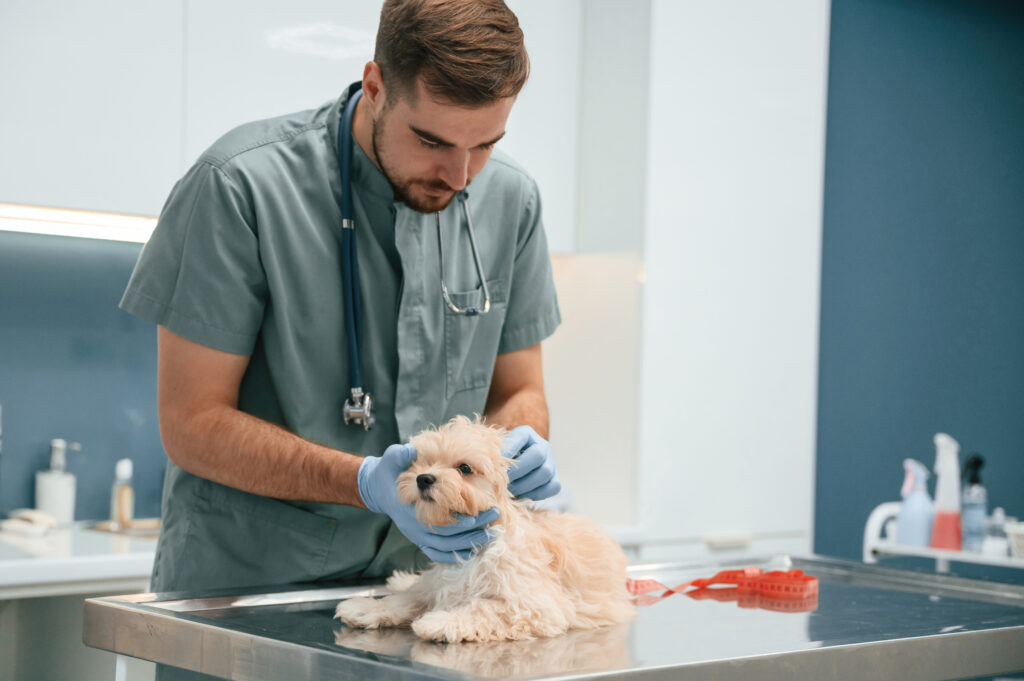 dog breeders in pa