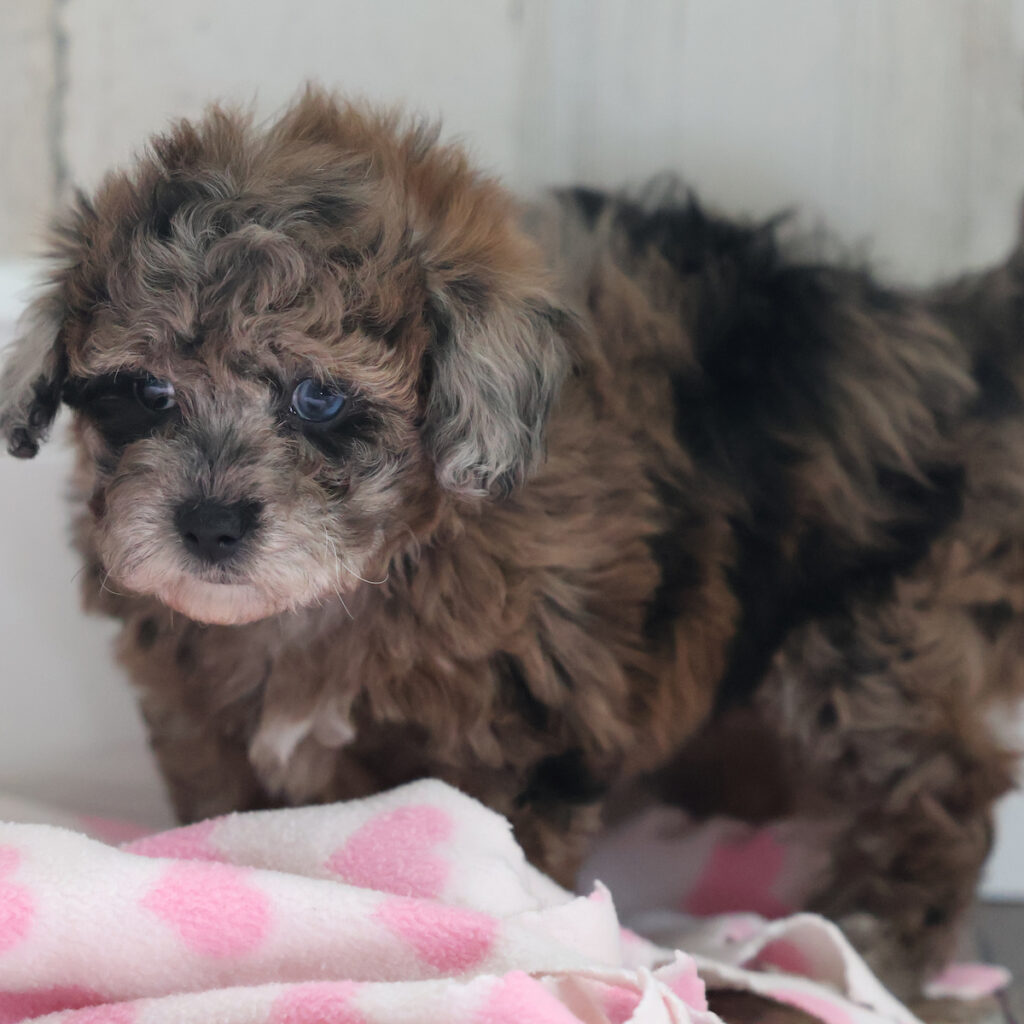 dog breeder in pa