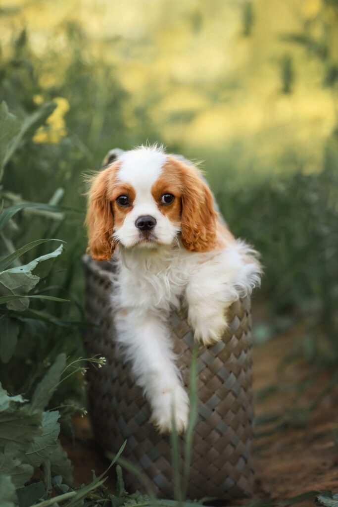 king cavalier puppies for sale