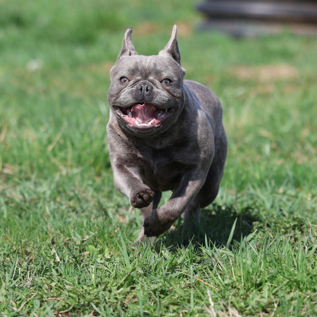french bulldog puppies