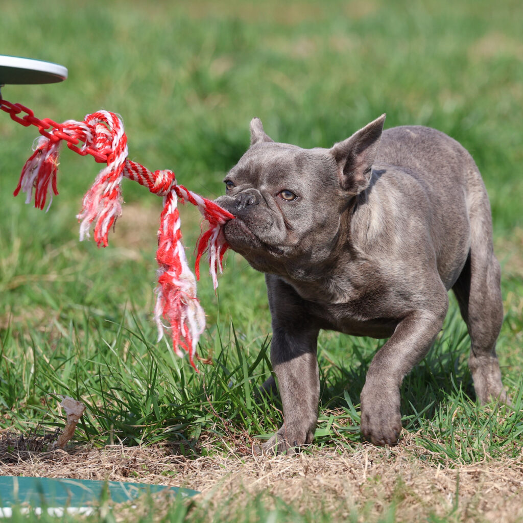 french bulldog puppies for adoption
