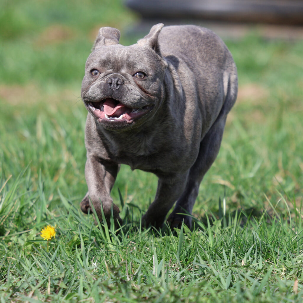 french bulldog puppies for sale