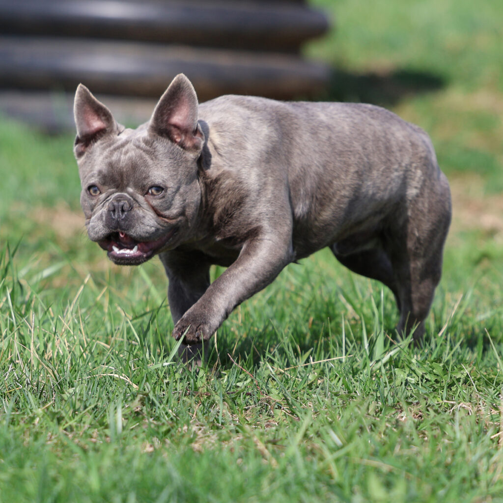 french bulldog puppies for sale near me