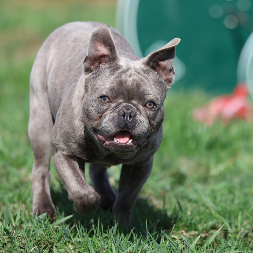 french bulldog puppies sale