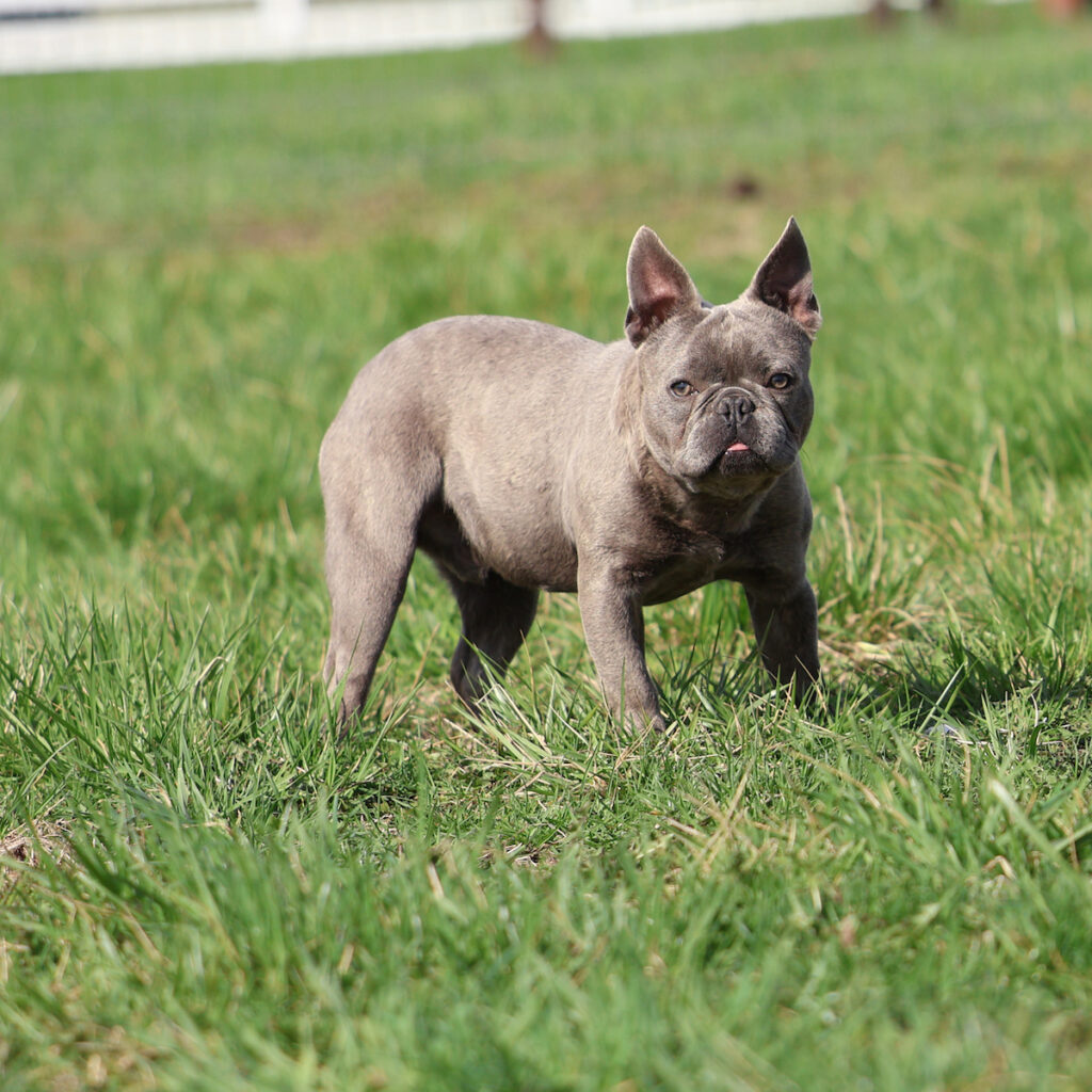french bulldog puppy