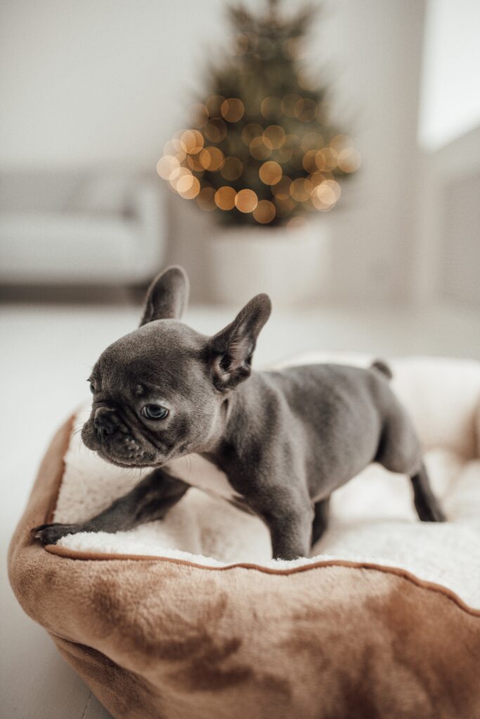 french bulldog puppy for sale