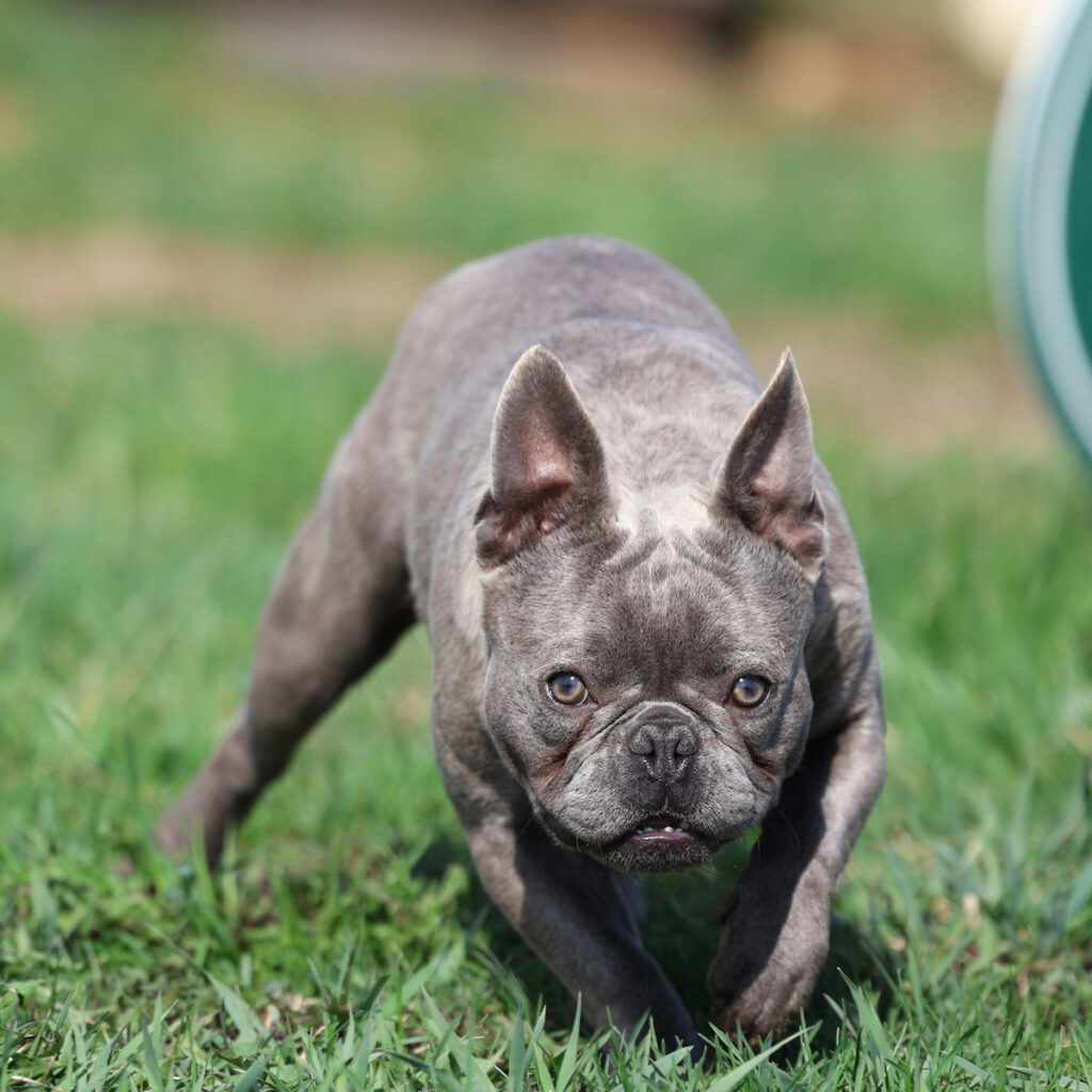 grey french bulldog puppy