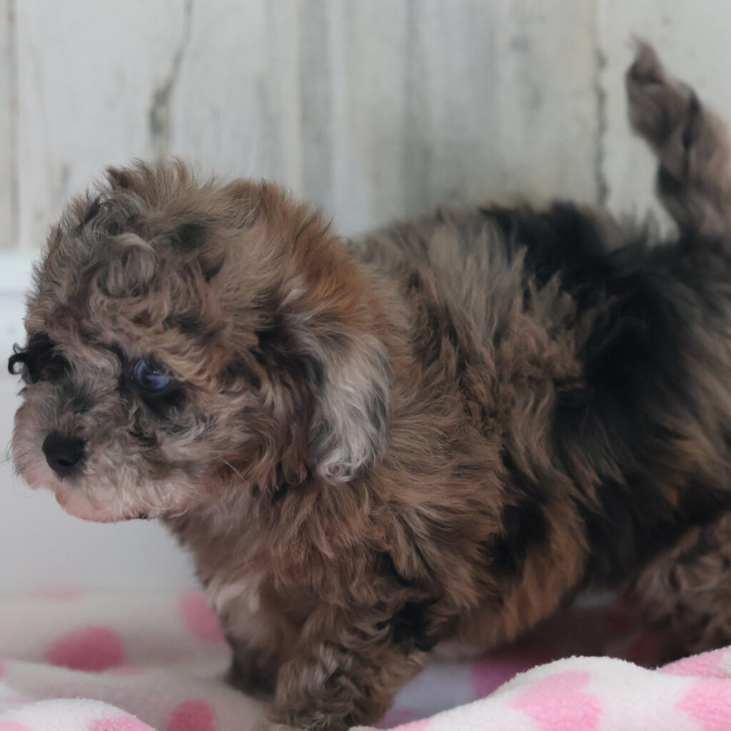 puppies lancaster