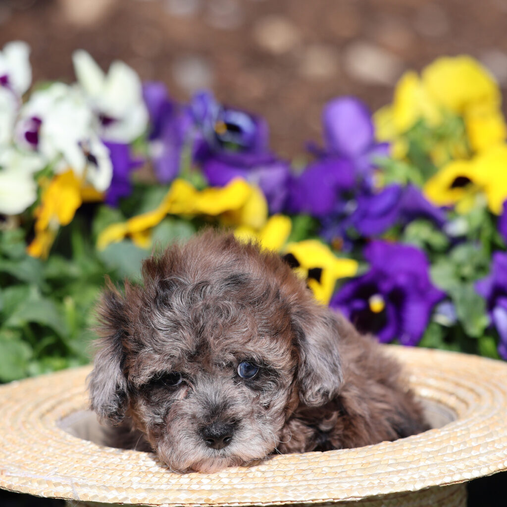 puppies with blue eyes