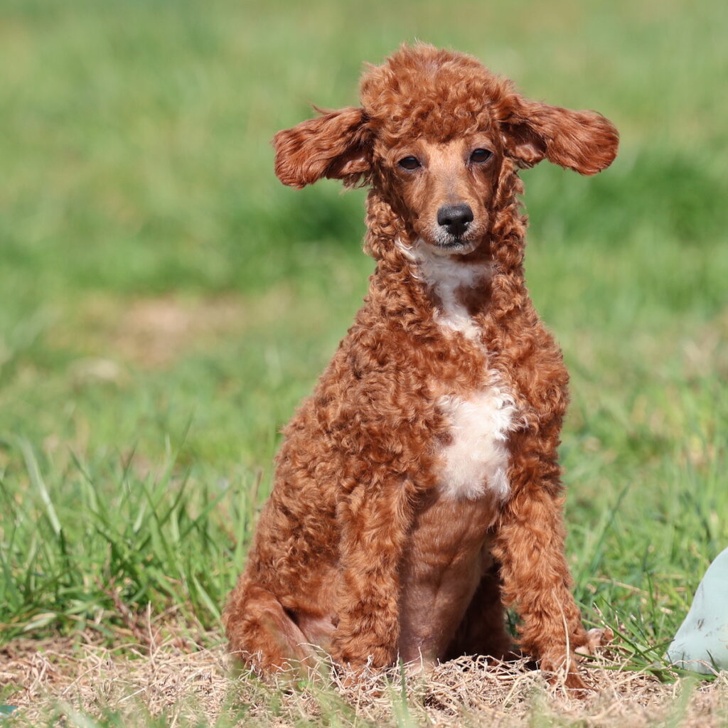 puppy toy poodle