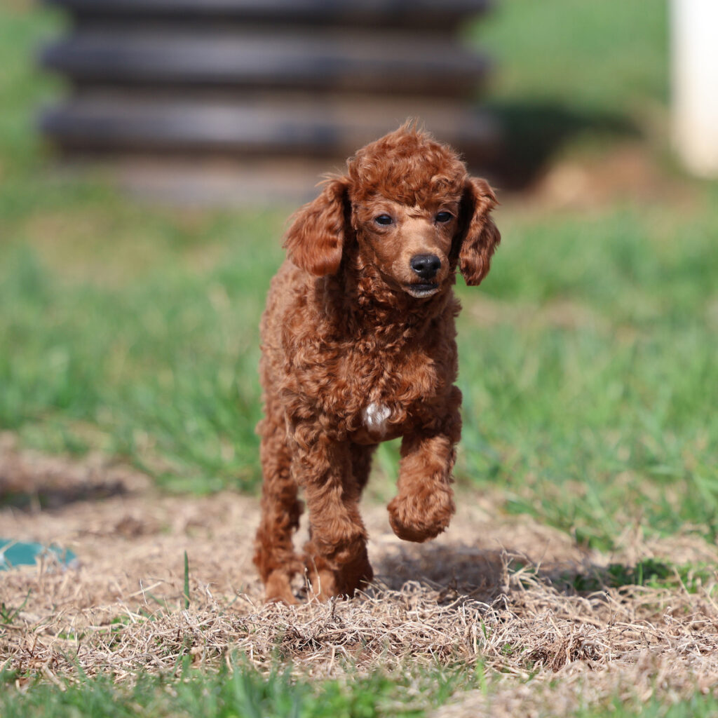 red toy poodle puppies