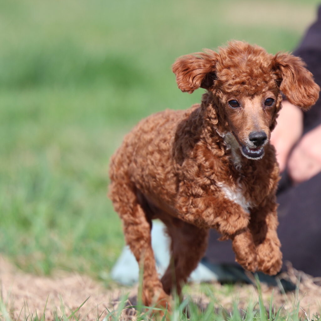 red toy poodle puppies