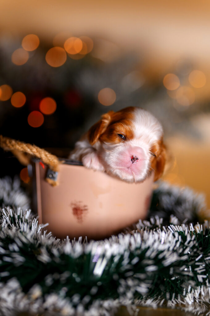 king cavalier puppies for sale