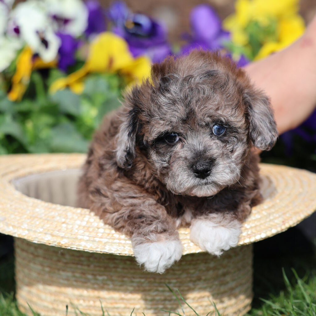 dog breeder