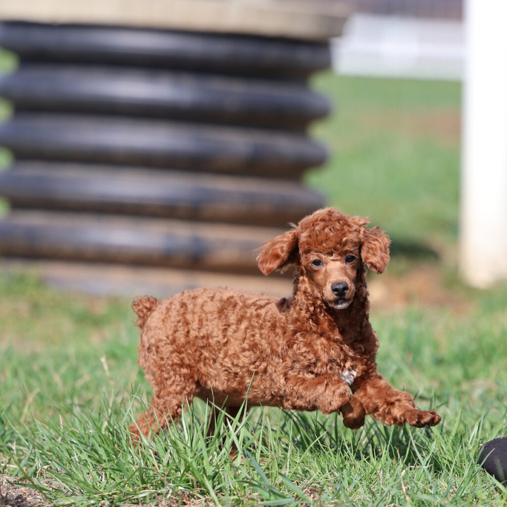 toy poodle puppies