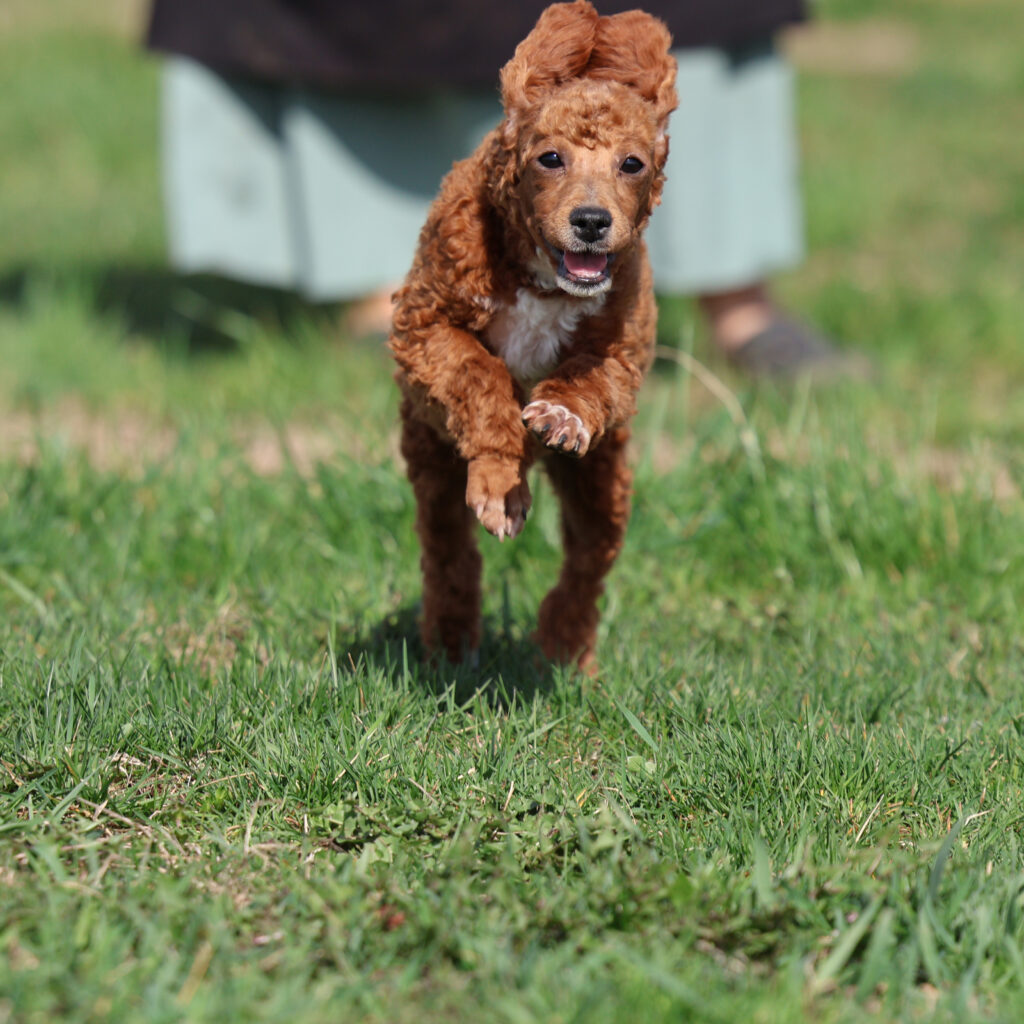 toy poodle puppies