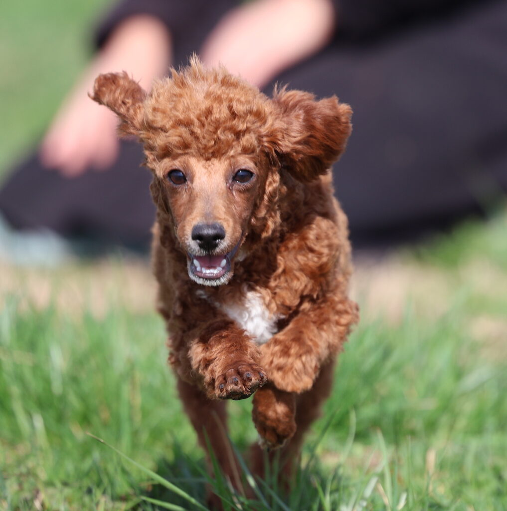 toy poodle puppies for adoption near me