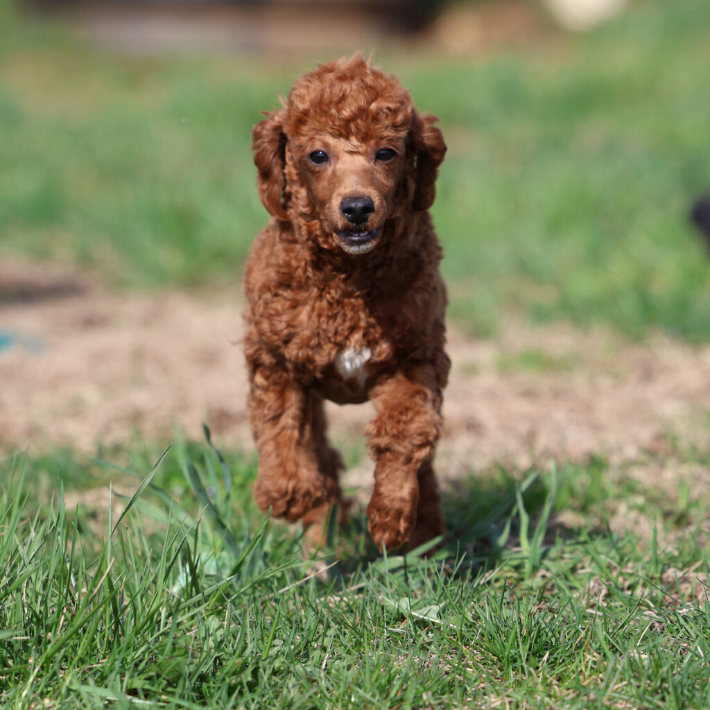 toy poodle puppies for sale