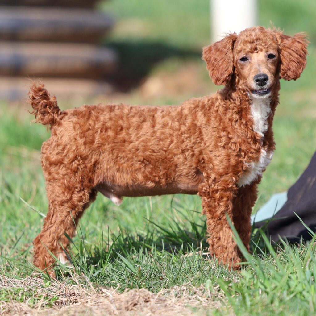 toy poodle puppies for sale