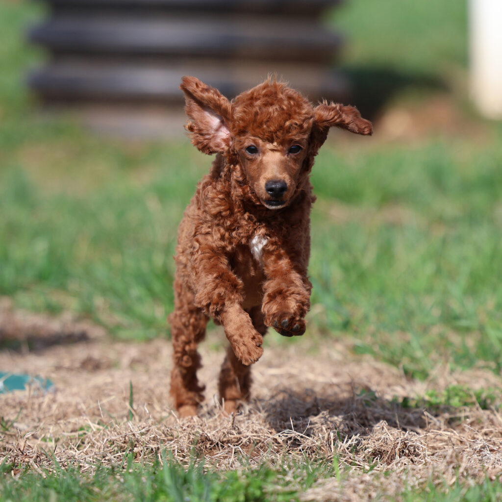 toy poodle puppies for sale near me