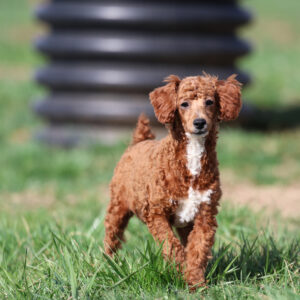 toy poodle puppies for sale near me