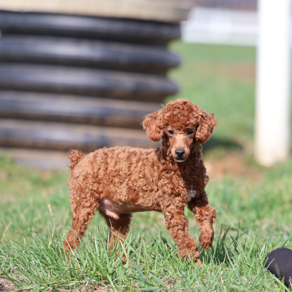 toy poodle puppy