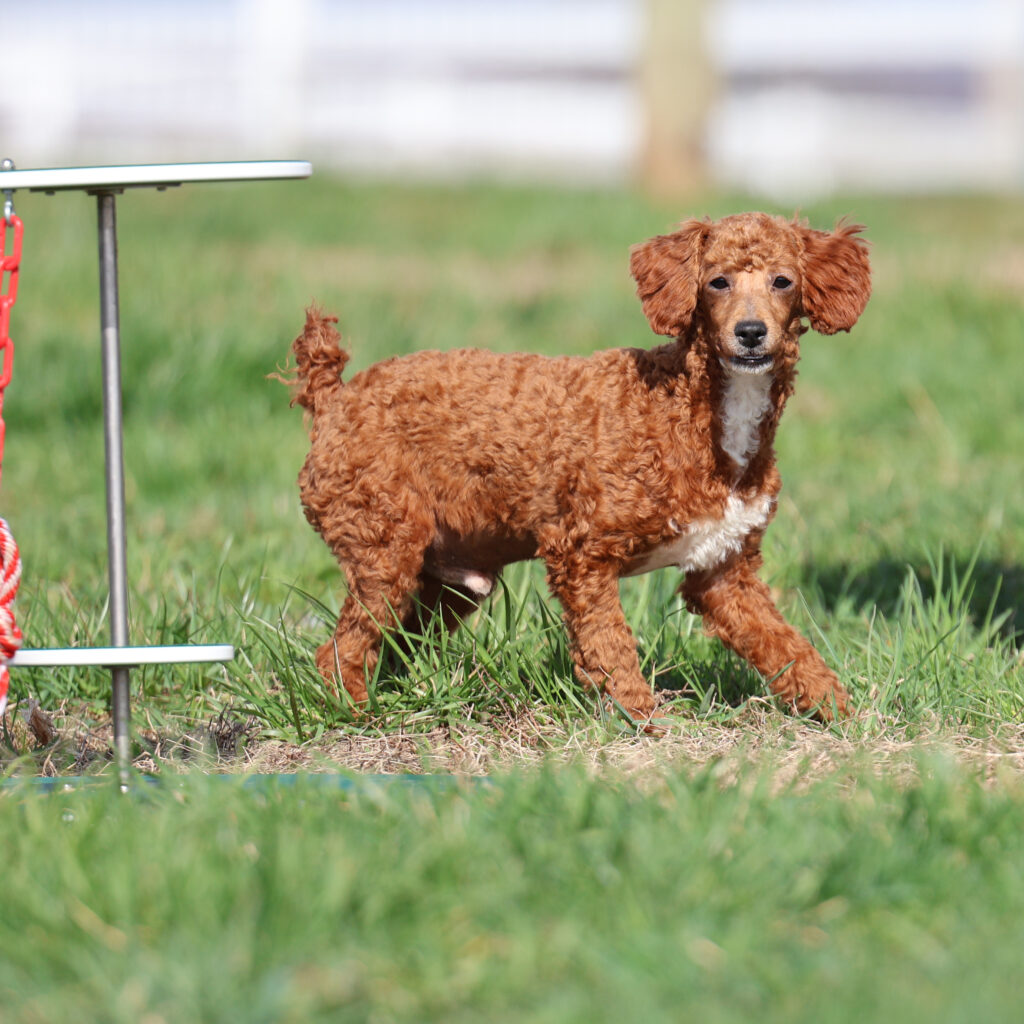toy poodle puppy