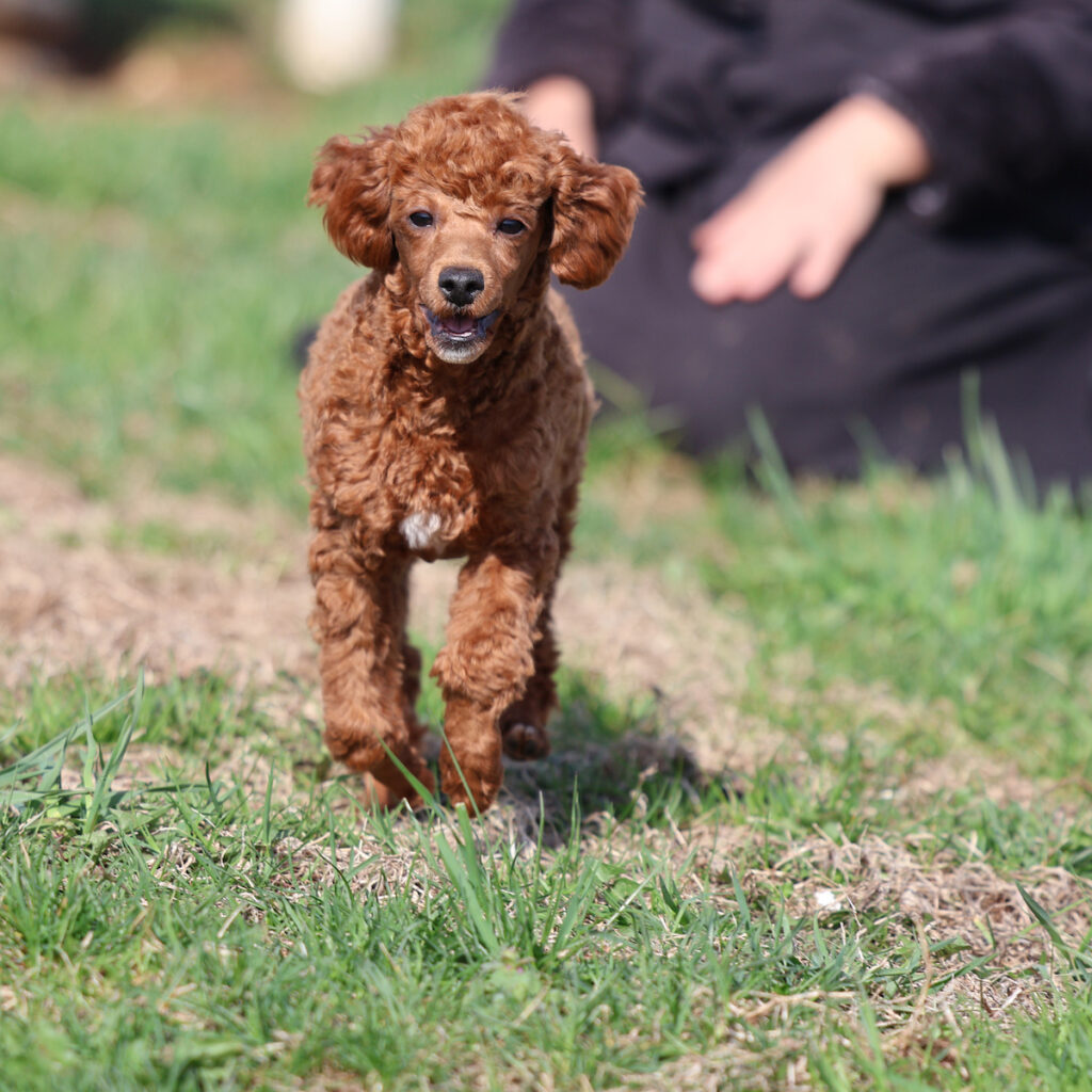toy poodle red puppies