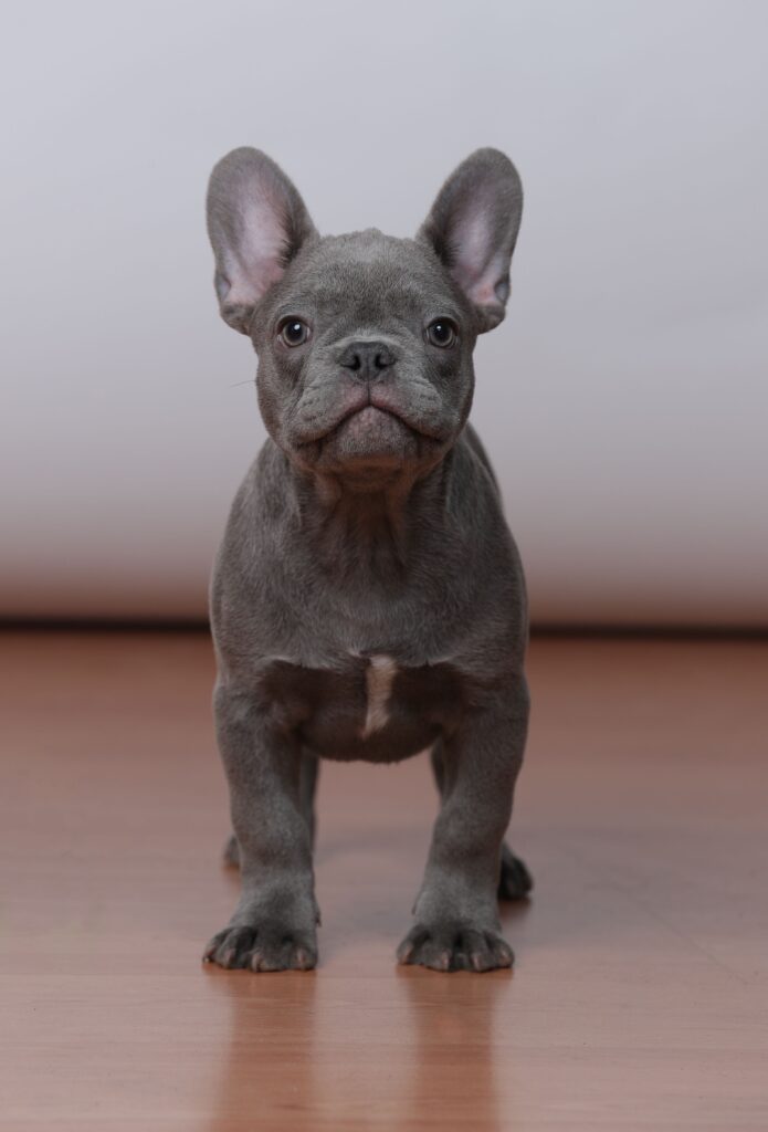 french bulldog puppy for sale