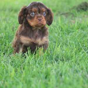 Puppies For Sale In Pa