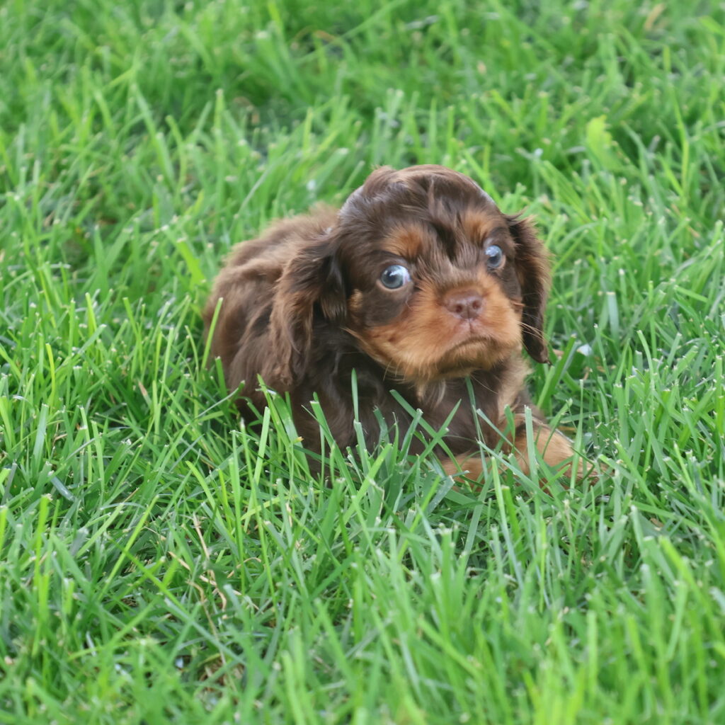 akc cavalier puppies