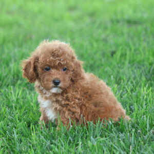 apricot toy poodle
