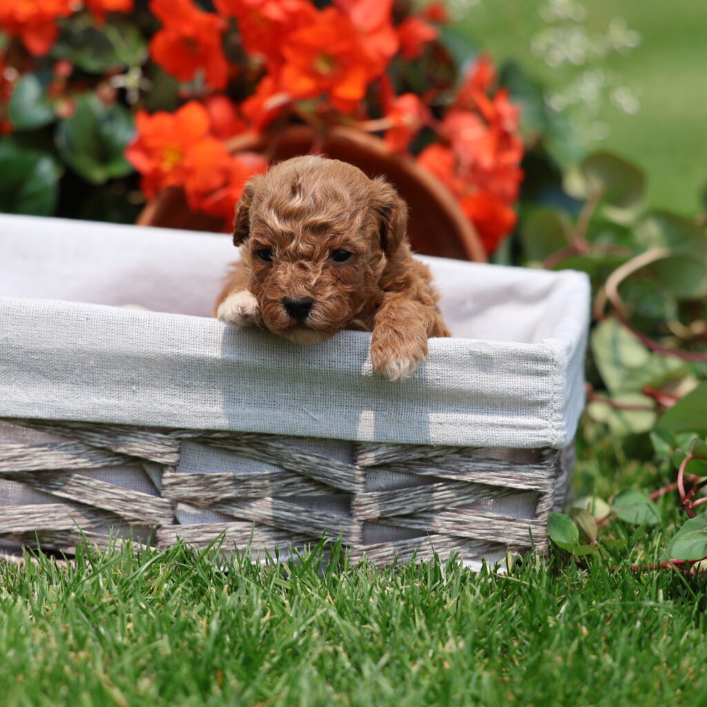 apricot toy poodle