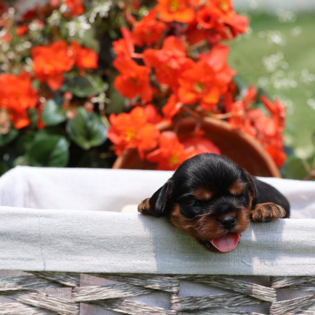 black and tan cavalier king charles spaniel puppy