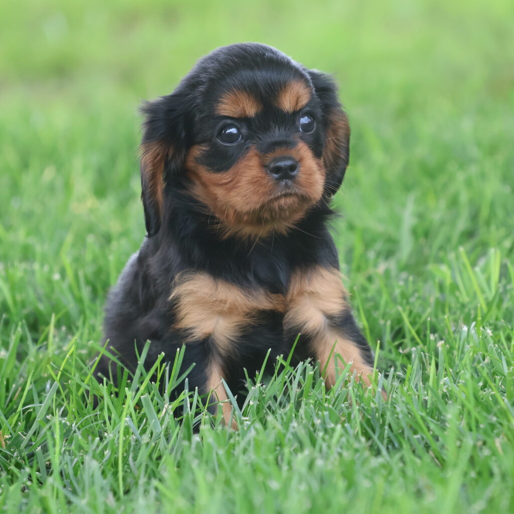 black cavalier king charles spaniel