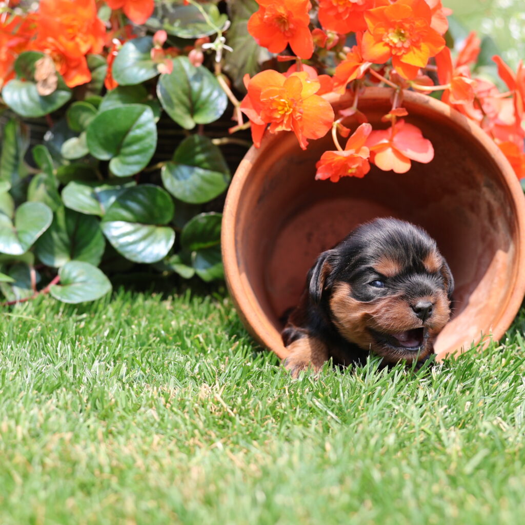 black cavalier king charles spaniel puppy