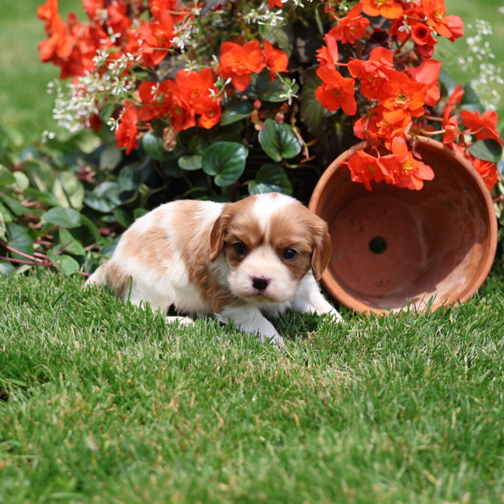 blenheim cavalier king charles spaniel puppy