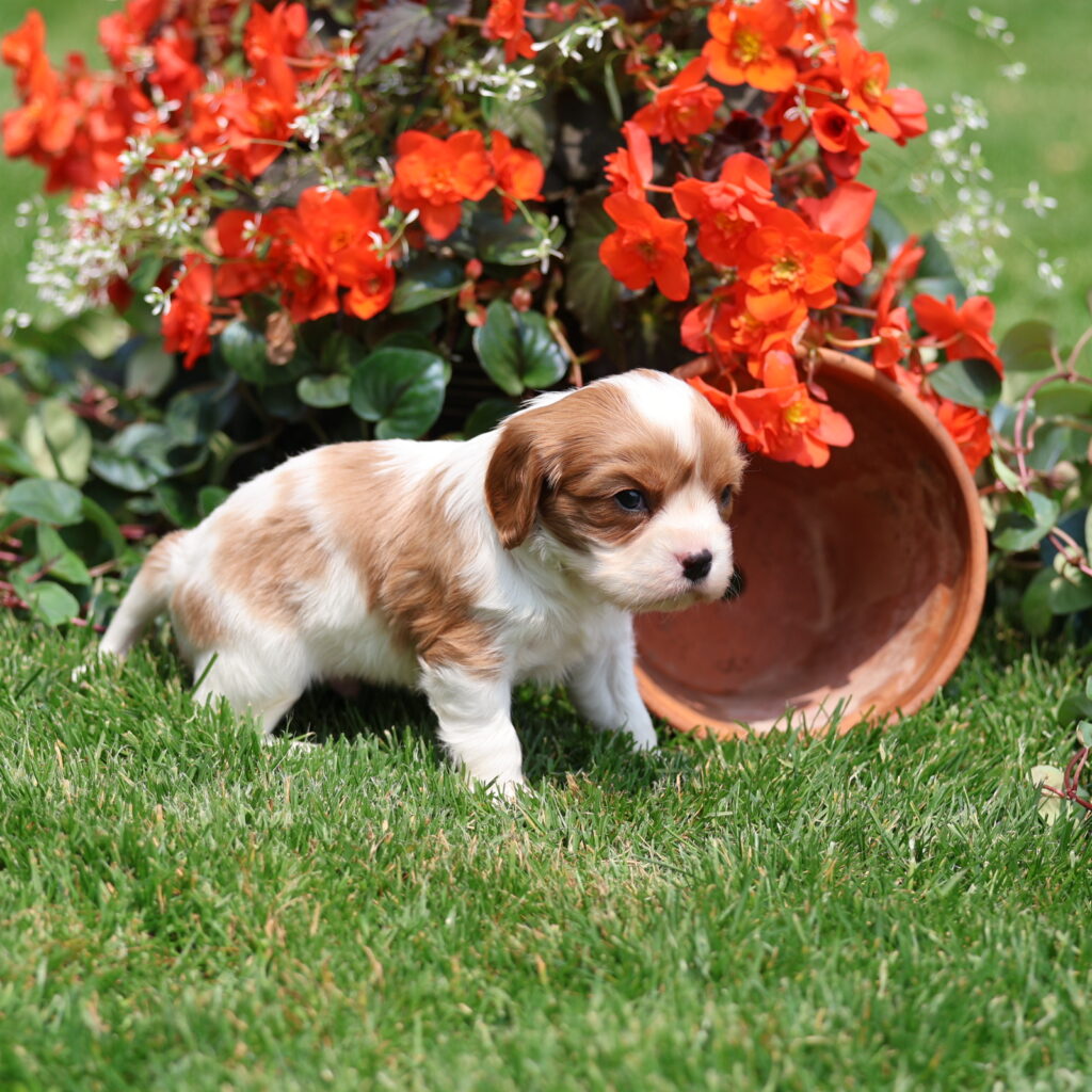 blenheim cavalier puppy