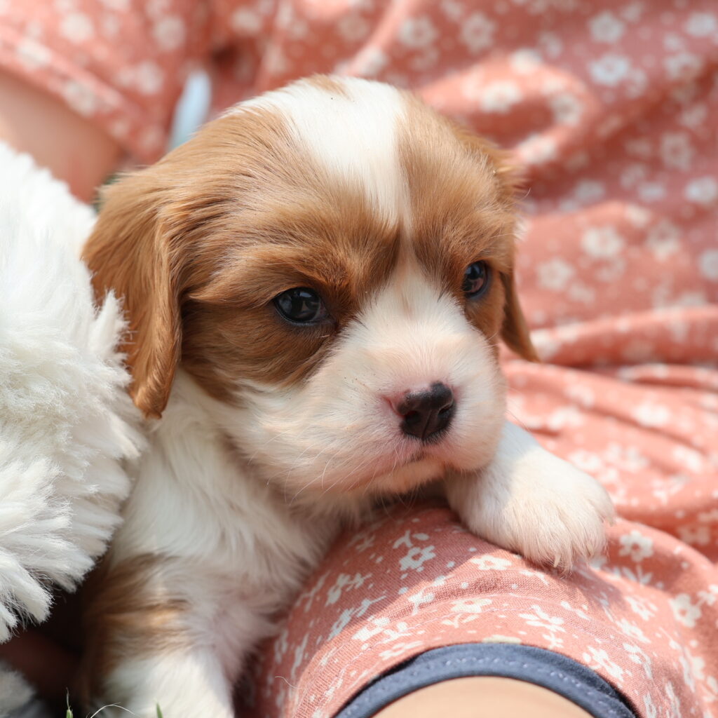 blenheim king charles cavalier puppies