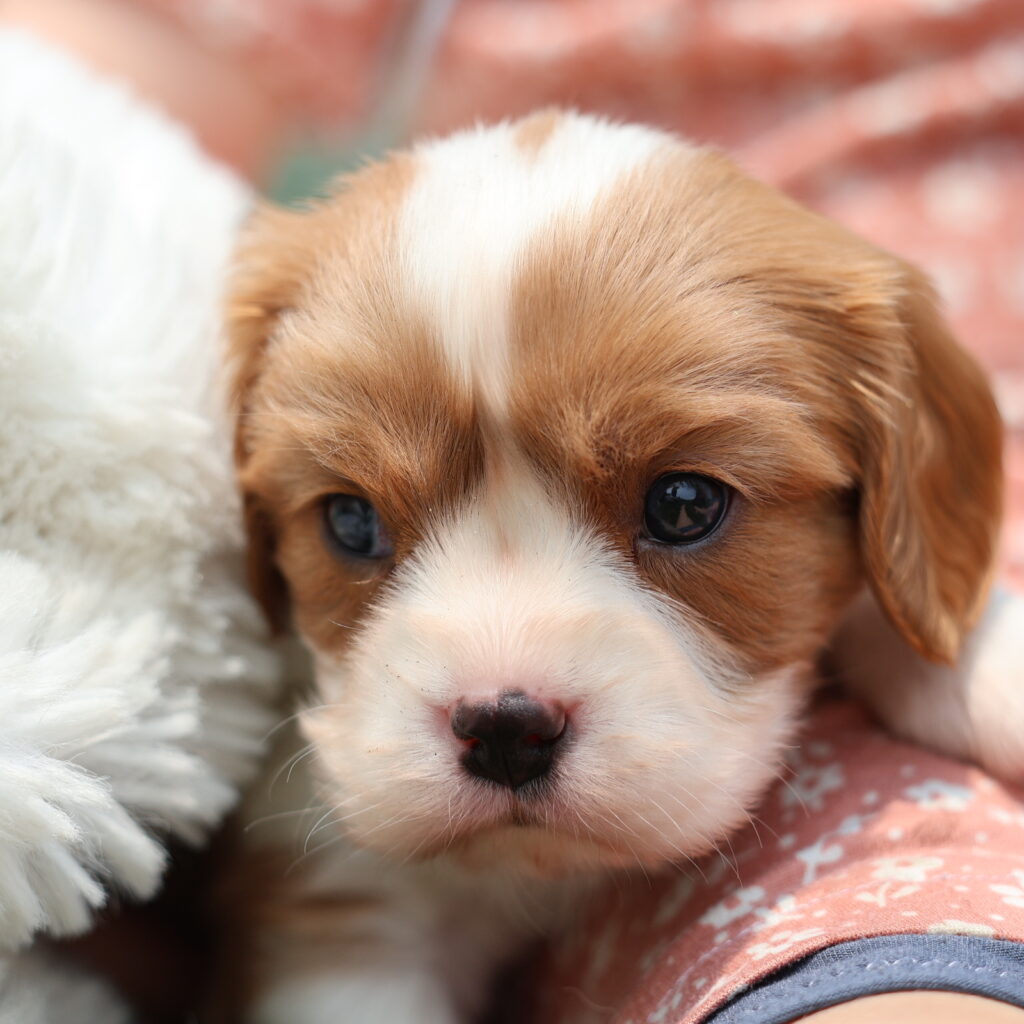 blenheim king charles cavalier puppies for sale